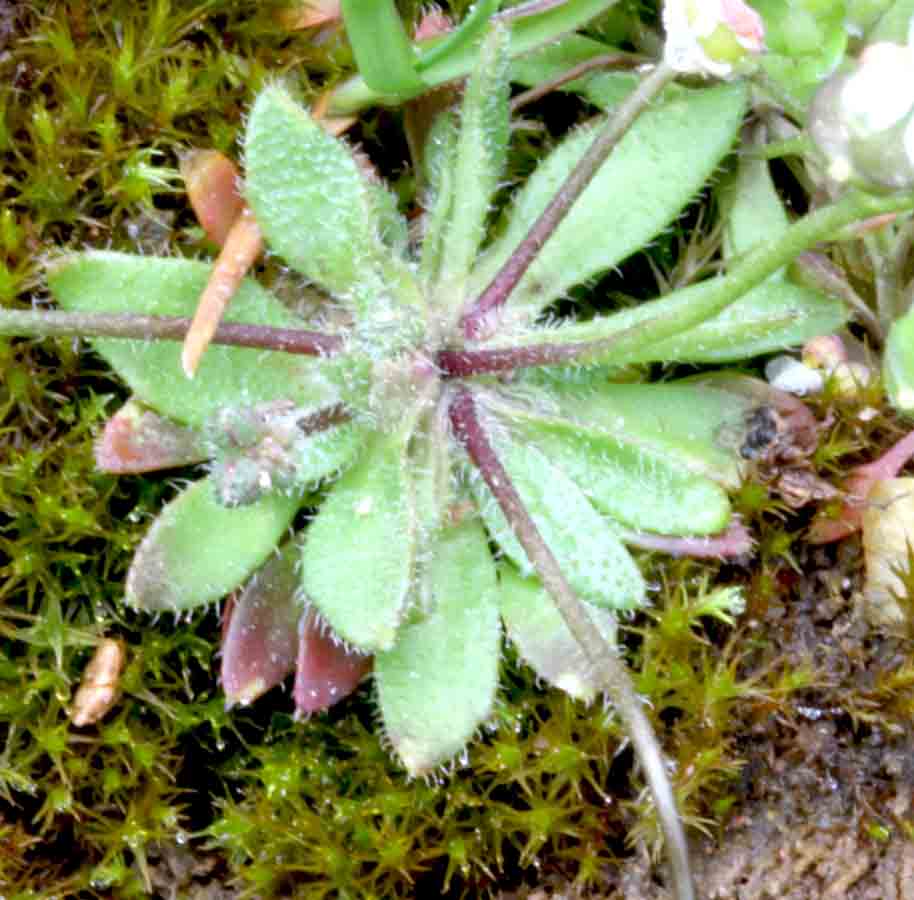 Erophila verna